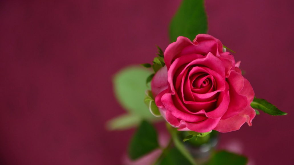 Pink rose