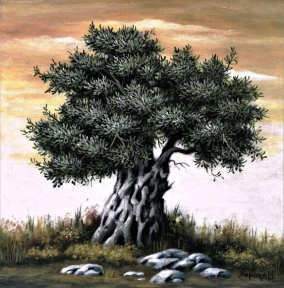 Ελιά (13) - Χαραυγή