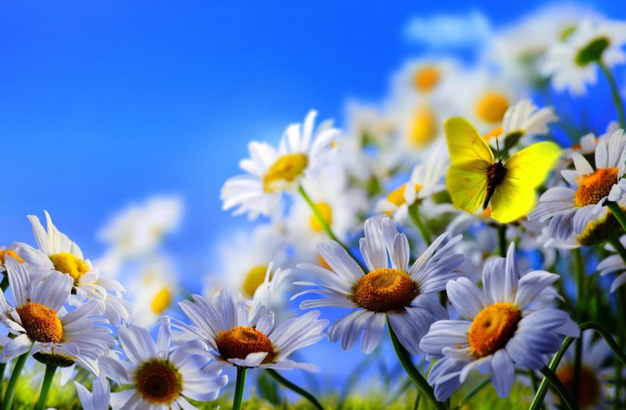Little yellow butterfly in a garden with daisies
