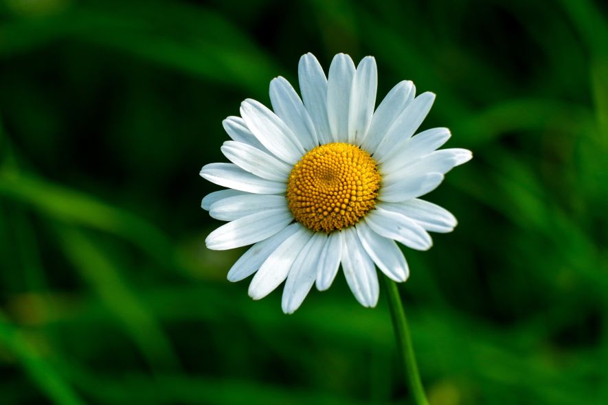 Μαργαρίτα (02)