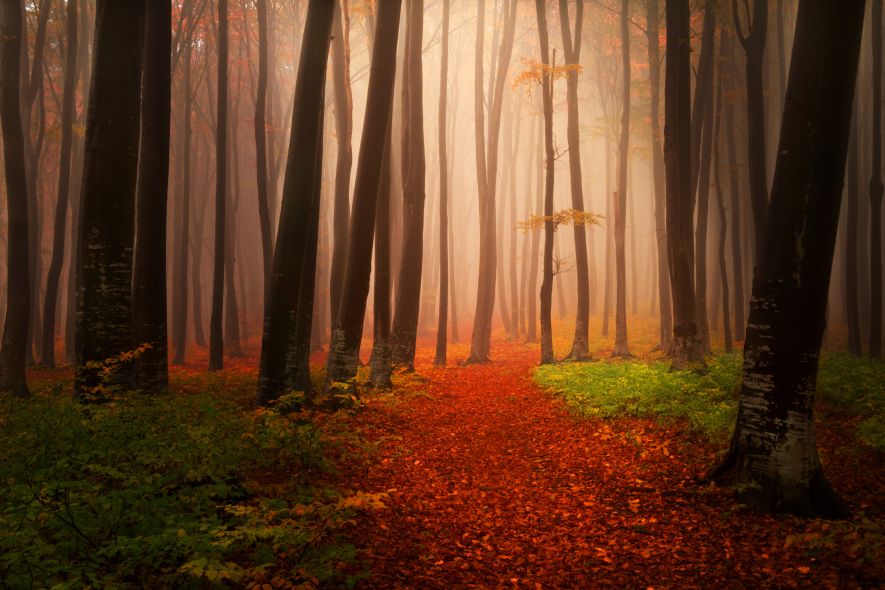 Misty forest